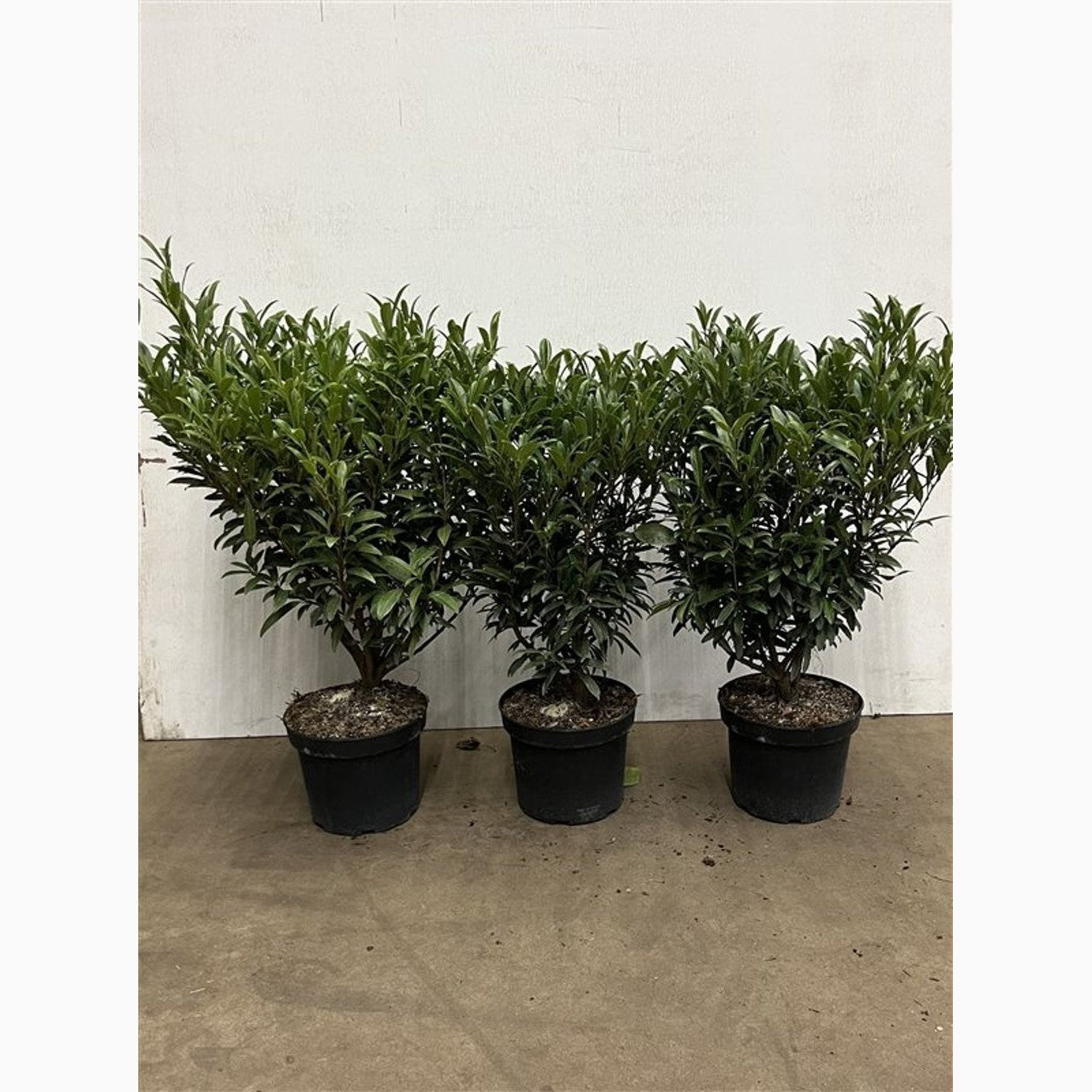 Lagerkörsbär – Prunus laurocerasus 'Sofia' - C5 40-60 CM